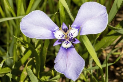 Prairie Nymph